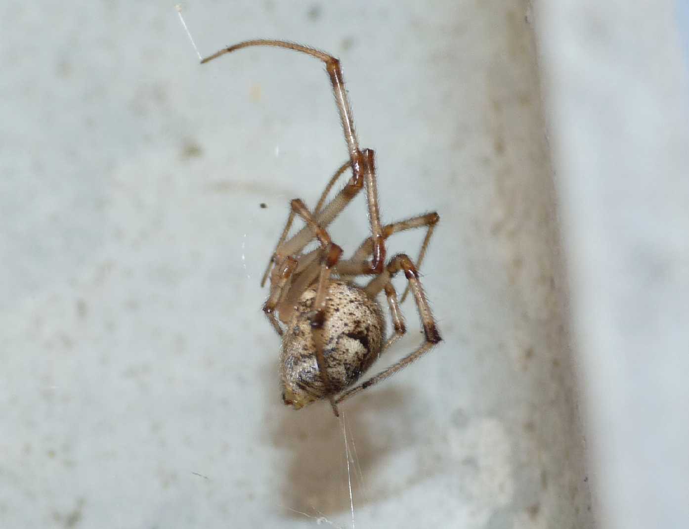 Parasteatoda tepidariorum di grosse dimensioni